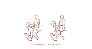 Seated barbell Calf Raises Illustration