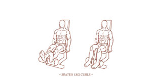 Seated Leg Curls Illustration
