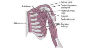 Muscles that Position the Pectoral Girdle anterior
