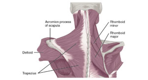Muscles that Position the Pectoral Girdle posterior