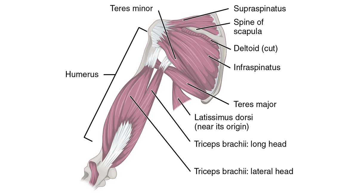 Muscles that Move the Humerus