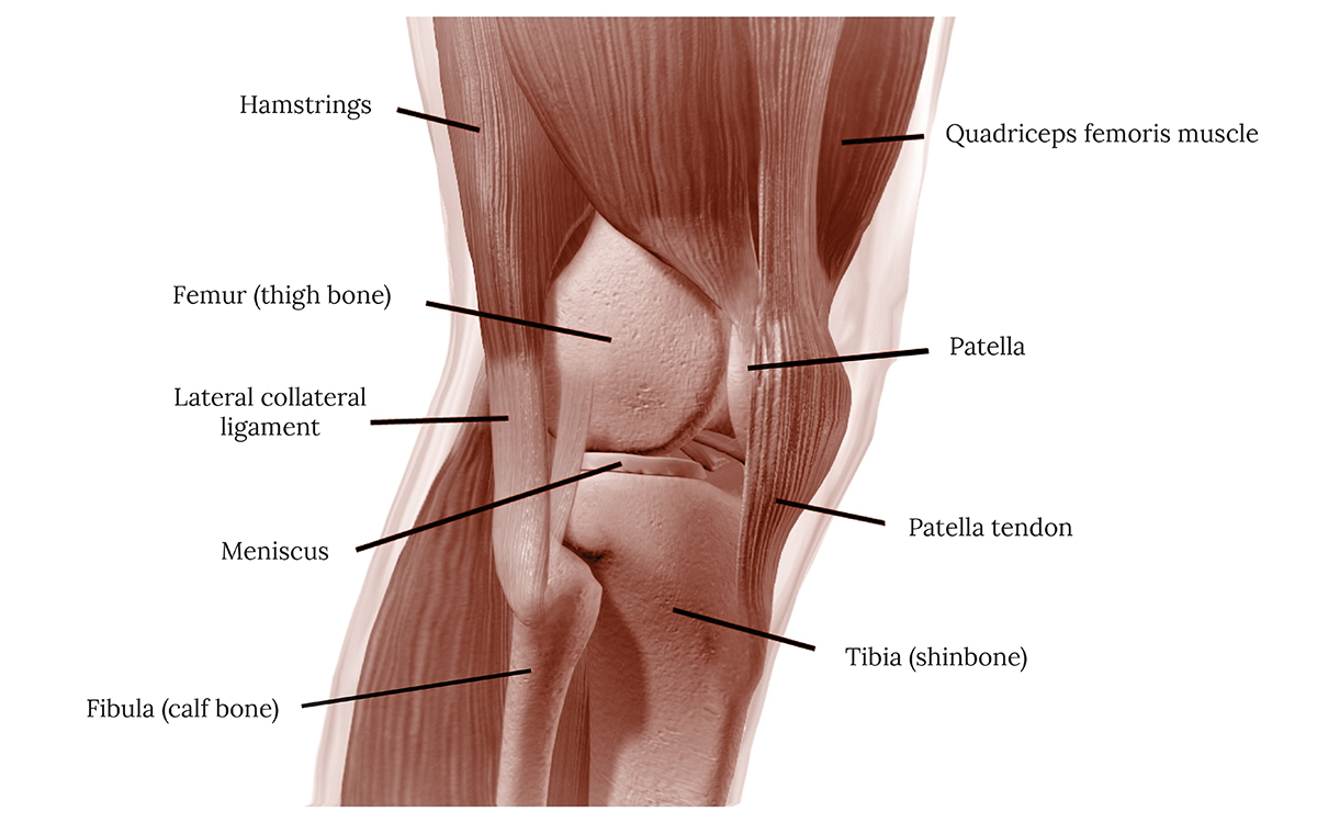 Anatomy of the Knee Illustration