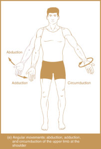 Types of Body Movement - Abduction, Adduction, Circumduction