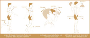 Types of Body Movement - Flexion & Extension