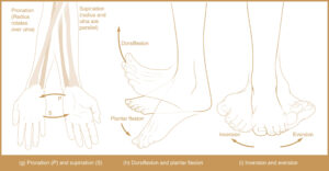 Types of Body Movement - Supination, Pronation, Plantar flexion, Dorsiflexion, Inversion, Eversion