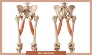 Muscles of thee Lower Limb - Adductor longus