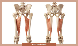Muscles of thee Lower Limb - Adductor magnus