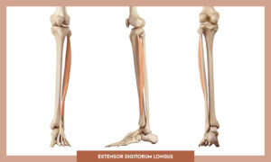 Muscles of thee Lower Limb - Extensor digitorum longus