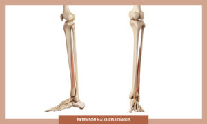 Muscles of thee Lower Limb - Extensor hallucis longus