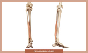Muscles of thee Lower Limb - Flexor hallucis longus