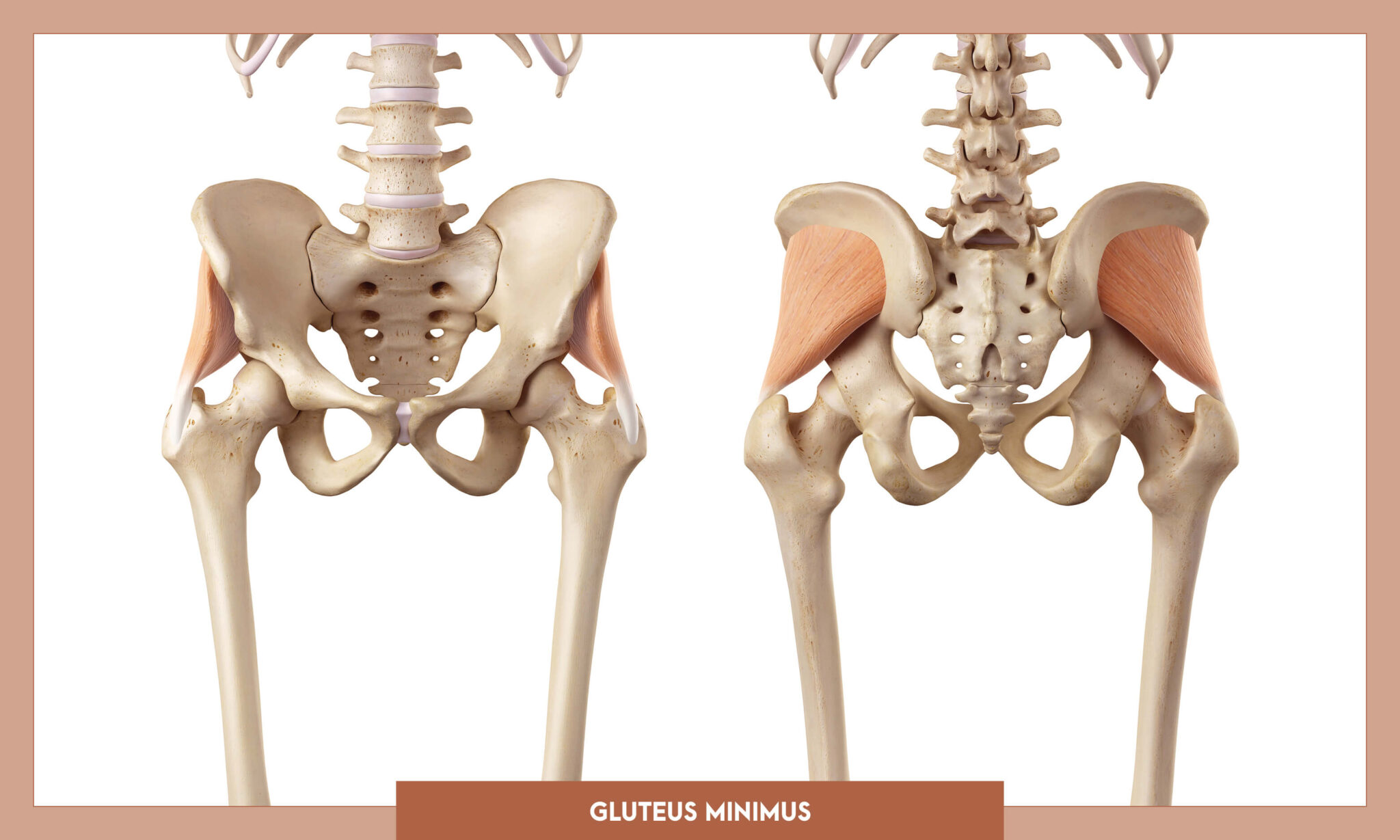 MusclesLowerLimb_GluteusMinimus - Michael Loehr