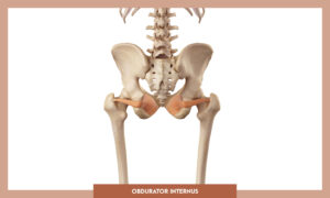 Muscles of thee Lower Limb - Obdurator internus