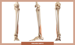 Muscles of thee Lower Limb - Peroneus brevis