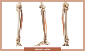 Muscles of thee Lower Limb - Peroneus longus
