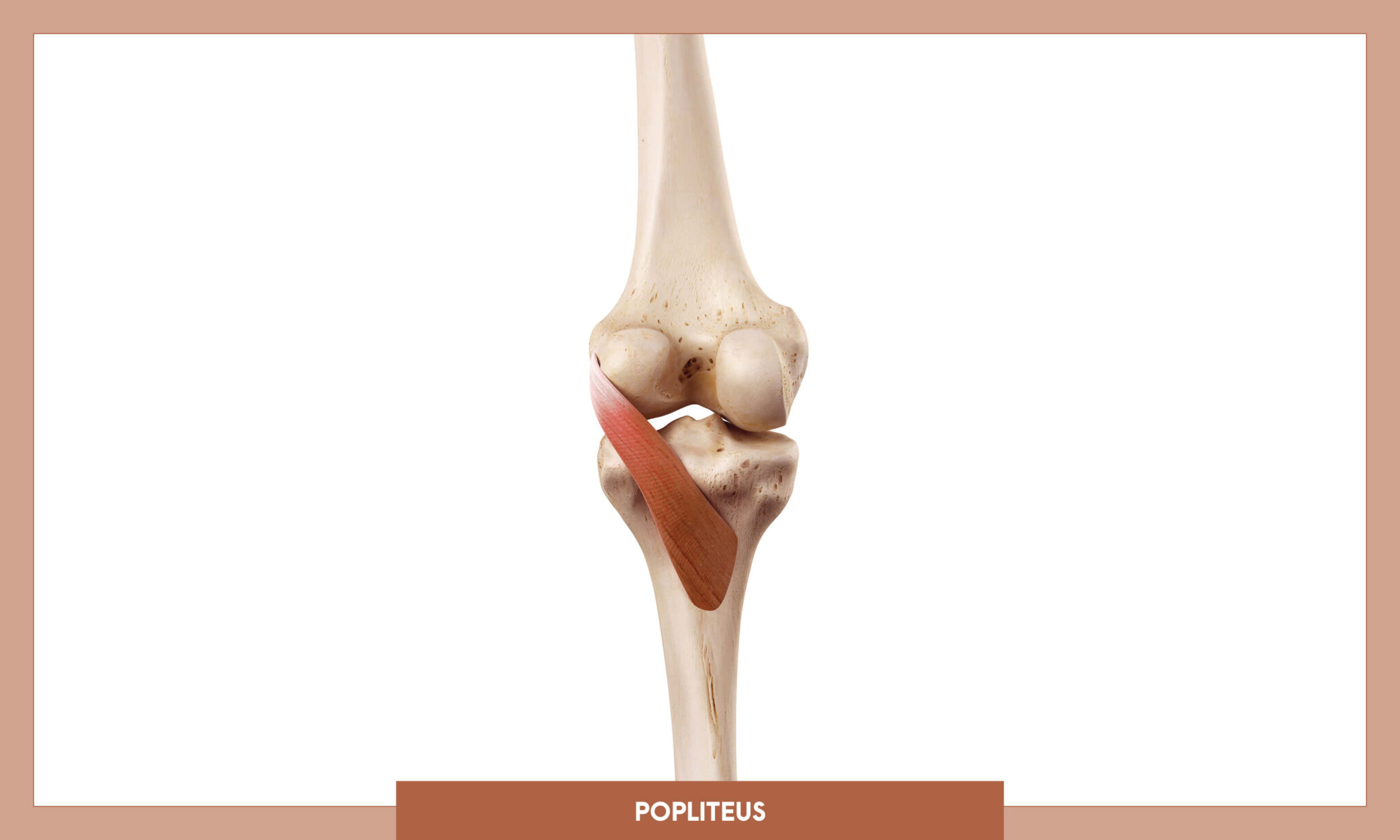 Popliteus And Plantaris Muscles