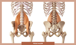 Muscles of the Lower Limb - Psoas major