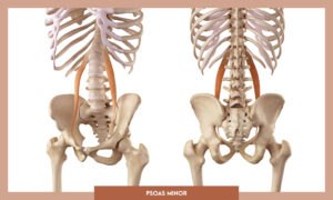 Muscles of thee Lower Limb - Psoas minor