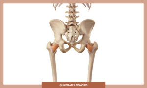 Muscles of thee Lower Limb - Quadratus femoris
