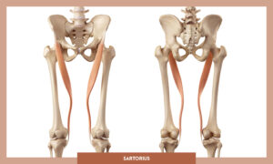 Muscles of the Lower Limb - Sartorius