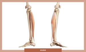 Muscles of thee Lower Limb - Soleus