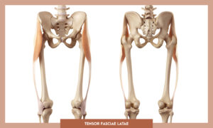 Muscles of the Lower Limb - Tensor fascia latae