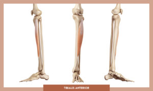 Muscles of thee Lower Limb - Tibialis anterior