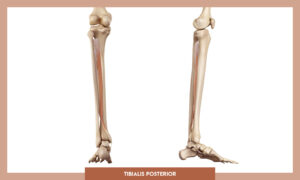 Muscles of thee Lower Limb - Tibialis posterior