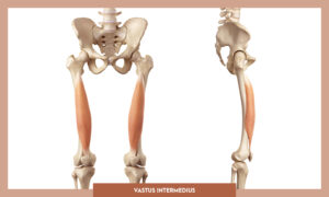 Muscles of thee Lower Limb - Vastus intermedius