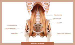 Muscles of thee Lower Limb - Muscles of the hip overview