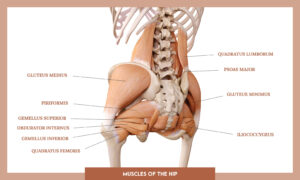 Muscles of thee Lower Limb - Muscles of the hip overview