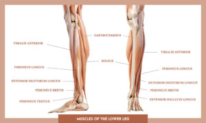 Muscles of thee Lower Limb - muscles of the lower leg overview