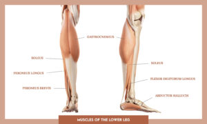 Muscles of thee Lower Limb - Muscles of the lower leg overview
