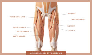 Muscles of thee Lower Limb - Anterior muscles of the upper leg overview