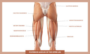 Muscles of thee Lower Limb - posterior muscles of the upper leg overview